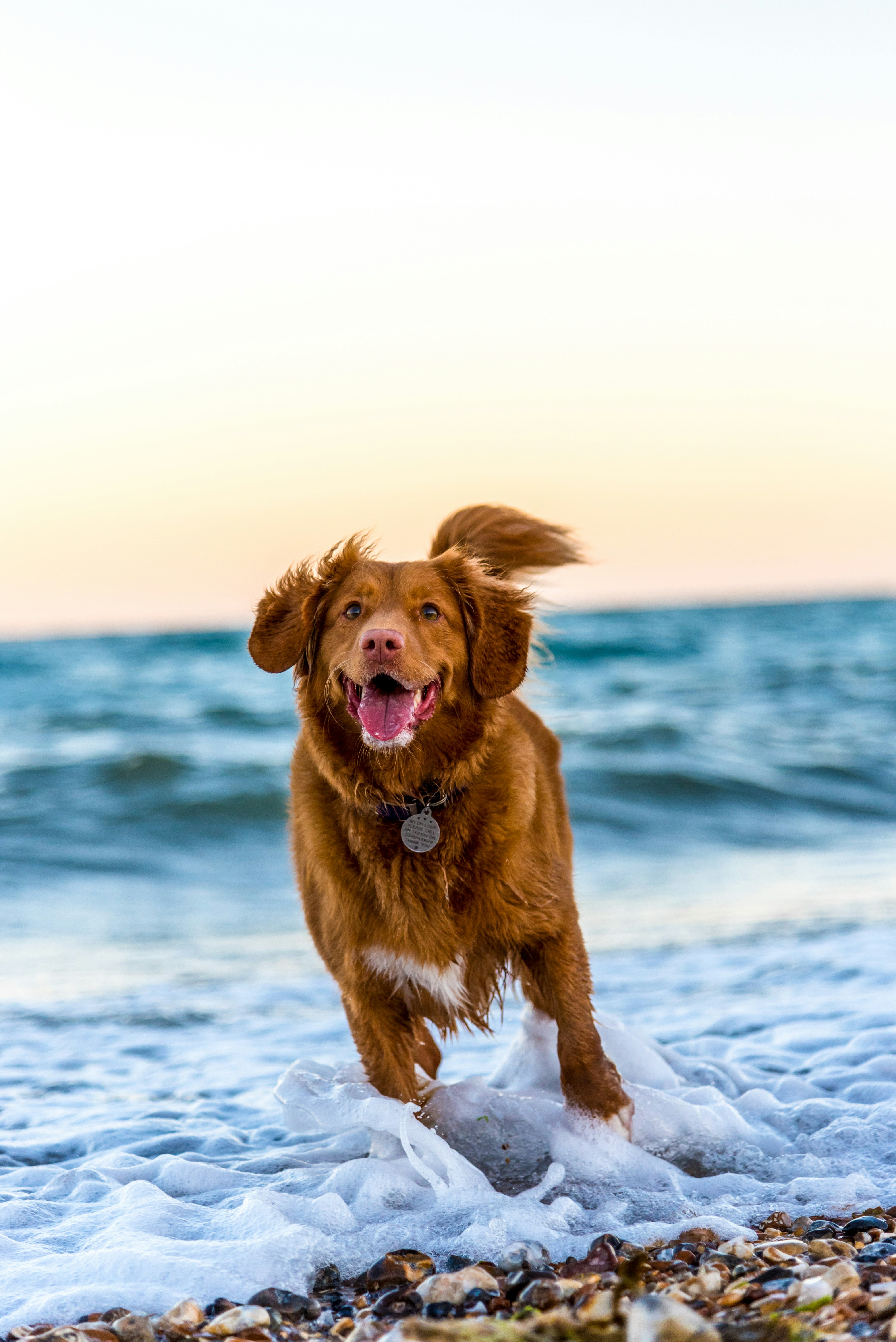 golden retriviter img